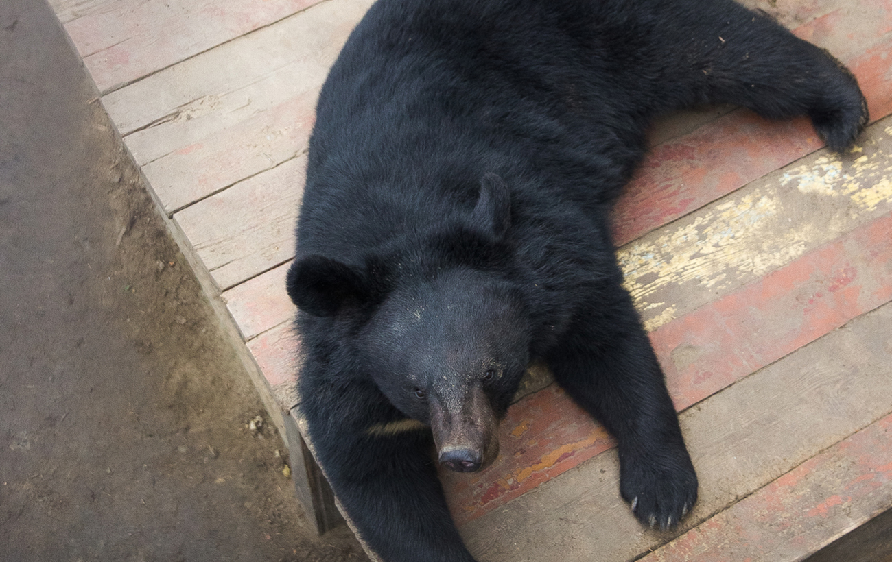 Чудом остались в живых. Животным из экопарка Фельдмана нашли приют в разных уголках Украины